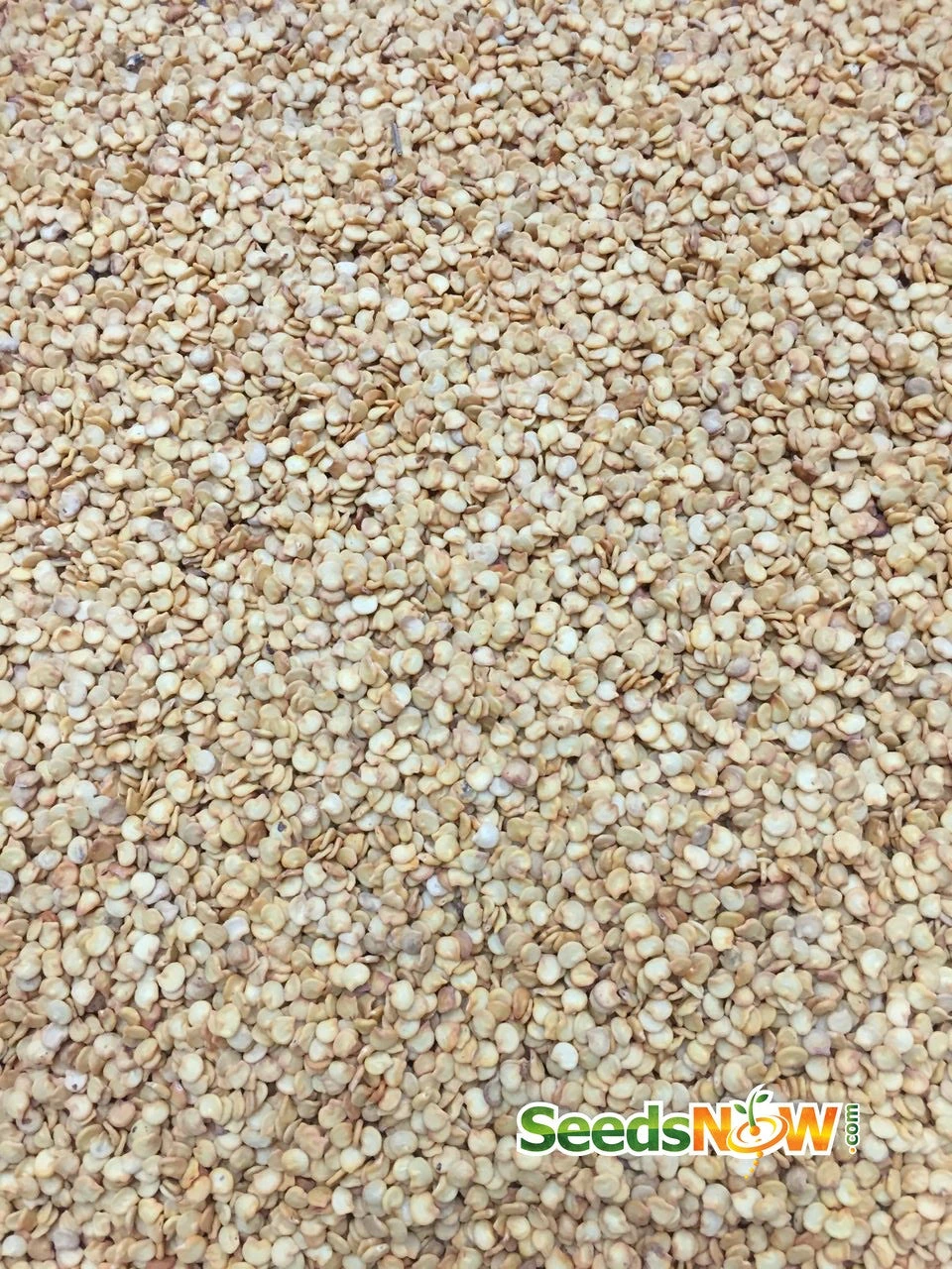 Pepper (Hot) - Purple Tiger 🔥🔥 9 Pepper (Hot) - Purple Tiger 🔥🔥 - Image 7