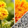 Marigold - Crackerjack Mix 2 Marigold - Crackerjack Mix -seedsnow Sales Store Marigold Crackerjack Mix seeds
