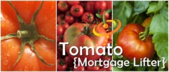 Tomato - Mortgage Lifter (Indeterminate) -seedsnow Sales Store Martgage Lifter Tomato