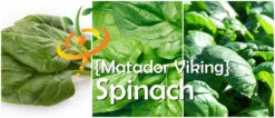 Spinach - Matador Viking -seedsnow Sales Store Matador Viking Spinach