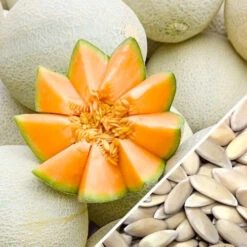 Melon (Cantaloupe) - Planters Jumbo -seedsnow Sales Store Melon Planters Jumbo seeds
