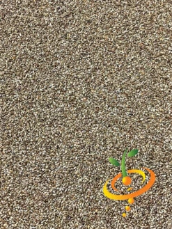 Mint - Lemon -seedsnow Sales Store Mint Lemon seeds 2