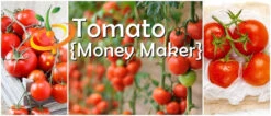 Tomato - Money Maker (Indeterminate) -seedsnow Sales Store Moneymaker Tomato