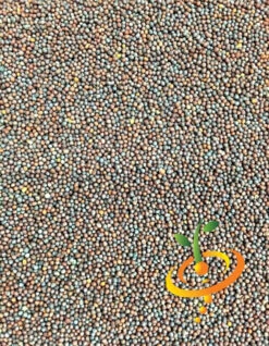 Mustard - Giant Red -seedsnow Sales Store Mustard Giant Red seeds