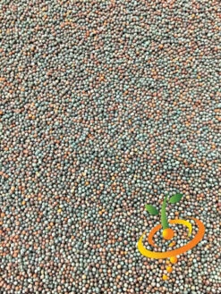 Mustard - Mizuna 20 Mustard - Mizuna -seedsnow Sales Store Mustard Mizuna seeds 2