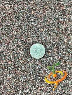 Mustard - Mizuna 21 Mustard - Mizuna -seedsnow Sales Store Mustard Mizuna seeds 3