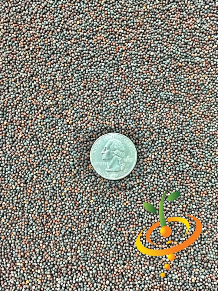 Mustard - Mizuna 12 Mustard - Mizuna - Image 10