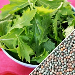 Mustard - Mizuna 19 Mustard - Mizuna -seedsnow Sales Store Mustard Mizuna seeds e2598e28 f345 448b 8a75 91fa71ac27b4