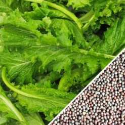 Mustard - Old Fashion -seedsnow Sales Store Mustard Old Fashion seeds