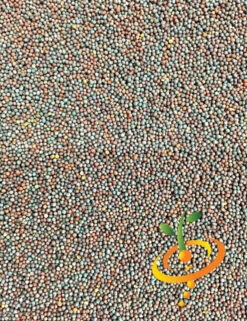 Mustard - Old Fashion -seedsnow Sales Store Mustard Old Fashion seeds c83ab5cc 14fa 4e1a a13f 39deef14c087