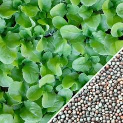 Mustard - Tendergreen -seedsnow Sales Store Mustard Tendergreen seeds