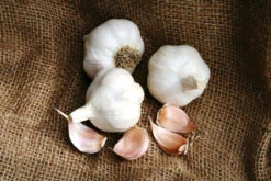 Garlic - (Soft Neck) Nootka Rose -seedsnow Sales Store Nootka Rose Garlic Organic Softneck