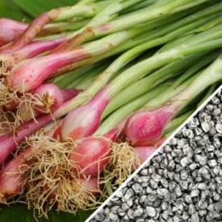 Onion - Crimson Forest (Bunching) -seedsnow Sales Store Onion Crimson Forest seeds