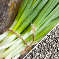 Onion - Evergreen (Bunching) 19 Onion - Evergreen (Bunching) -seedsnow Sales Store Onion Evergreen Bunching seeds 3428127a 0f9c 41a7 bf9a d1e45314db7a