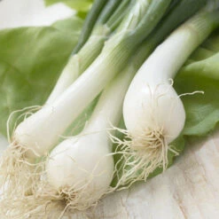 Onion - Lisbon, White (Bunching) -seedsnow Sales Store Onion White Lisbon Bunching seeds