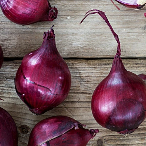 Onion (Sets) - Wethersfield, Red 5 Onion (Sets) - Wethersfield, Red - Image 3