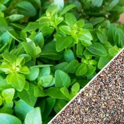 Oregano - Italian 19 Oregano - Italian -seedsnow Sales Store Oregano Italian seeds