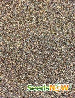 Oregano - Italian 21 Oregano - Italian -seedsnow Sales Store Oregano Italian seeds 2