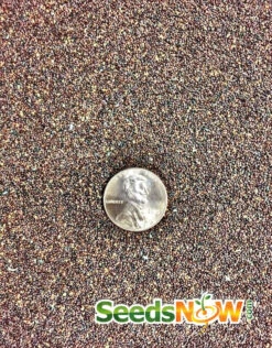 Oregano - Italian 20 Oregano - Italian -seedsnow Sales Store Oregano Italian seeds 3