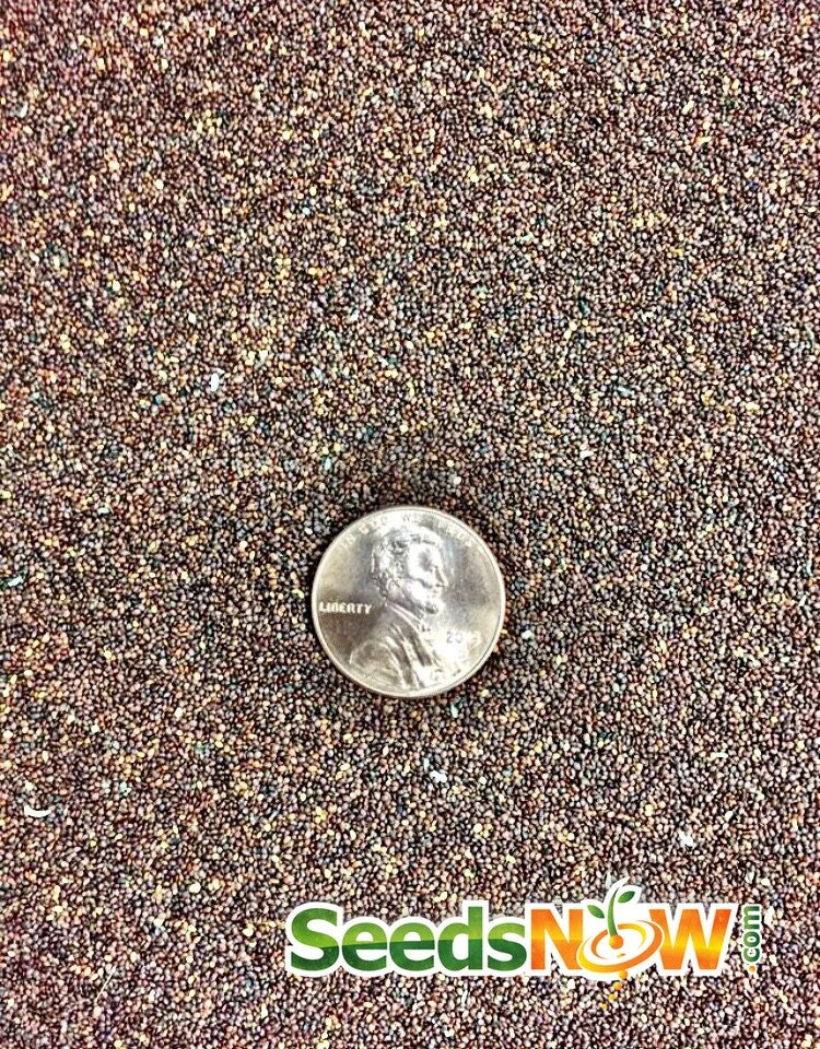 Oregano - Italian 11 Oregano - Italian - Image 9