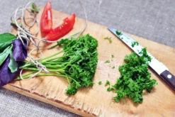 Parsley - Evergreen -seedsnow Sales Store Parsley Evergreen seeds