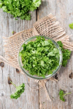 Parsley - Evergreen -seedsnow Sales Store Parsley Evergreen seeds 2