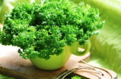 Parsley - Evergreen -seedsnow Sales Store Parsley Evergreen seeds 3
