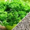 Parsley - Evergreen -seedsnow Sales Store Parsley Evergreen seeds now