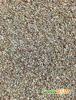 Parsley - Evergreen -seedsnow Sales Store Parsley Evergreen seeds now 3