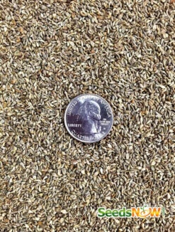 Parsley - Evergreen -seedsnow Sales Store Parsley Evergreen seeds now 4