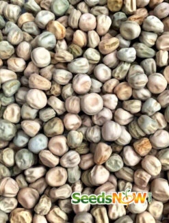 Pea (Snow) - Oregon Giant 29 Pea (Snow) - Oregon Giant -seedsnow Sales Store Pea Oregon Giant seeds now 2