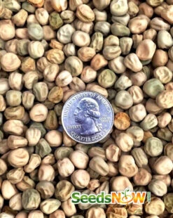 Pea (Snow) - Oregon Giant 28 Pea (Snow) - Oregon Giant -seedsnow Sales Store Pea Oregon Giant seeds now 3