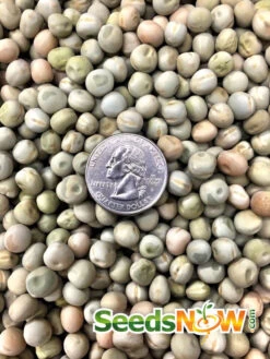 Pea - Oregon Sugar Pod -seedsnow Sales Store Pea Oregon Sugar Pod seeds 1