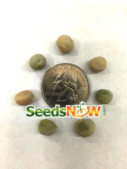 Pea - Oregon Sugar Pod -seedsnow Sales Store Pea Oregon Sugar Pod seeds 3