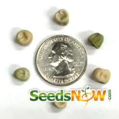Pea (Snap) - Sugar Ann -seedsnow Sales Store Pea Sugar Ann seeds now 1