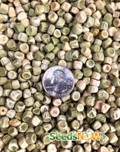 Pea (Snap) - Sugar Ann -seedsnow Sales Store Pea Sugar Ann seeds now 2