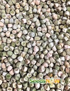 Pea (Snap) - Sugar Ann -seedsnow Sales Store Pea Sugar Ann seeds now 3