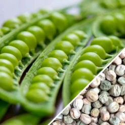 Pea - Wando -seedsnow Sales Store Pea Wando seeds now