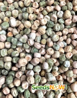 Pea - Wando -seedsnow Sales Store Pea Wando seeds now 2