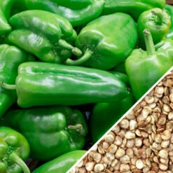 Pepper (Hot) - Ancho Grande 🔥 -seedsnow Sales Store Pepper Ancho Grande seeds