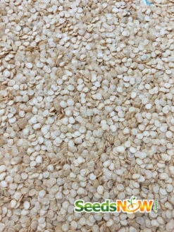 Pepper (Sweet) - California Wonder -seedsnow Sales Store Pepper California Wonder seeds now 1