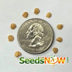 Pepper (Sweet) - California Wonder -seedsnow Sales Store Pepper California Wonder seeds now 2