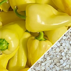 Pepper (Hot) - Jalapeño, Yellow (Caloro) 🔥 -seedsnow Sales Store Pepper Caloro seeds