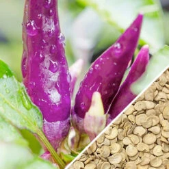 Pepper (Hot) - Cayenne, Purple 🔥🔥🔥 -seedsnow Sales Store Pepper Cayenne Purple seeds