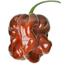 Pepper (Hot) - Habanero, Chocolate 🔥🔥🔥🔥🔥 -seedsnow Sales Store Pepper Habanero Chocolate seeds