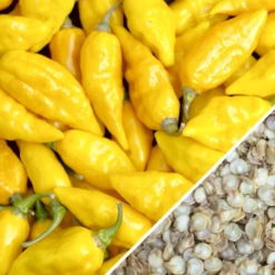 Pepper (Hot) - Devil's Tongue, Yellow 🔥🔥🔥🔥🔥 15 Pepper (Hot) - Devil's Tongue, Yellow 🔥🔥🔥🔥🔥 -seedsnow Sales Store Pepper Habanero Lemon seeds 500x 13896ff7 9a59 41a7 ba67 396c517f6373