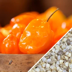Pepper (Hot) - Habanero, Orange 🔥🔥🔥🔥 -seedsnow Sales Store Pepper Habanero Orange seeds