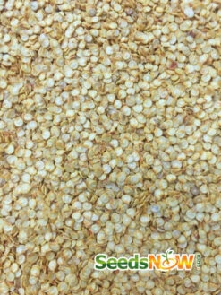 Pepper (Hot) - Habanero, Red Caribbean 🔥🔥🔥🔥🔥 -seedsnow Sales Store Pepper Habanero Red Caribbean seeds 2