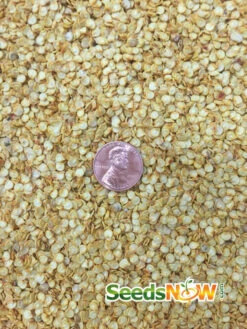 Pepper (Hot) - Habanero, Red Caribbean 🔥🔥🔥🔥🔥 -seedsnow Sales Store Pepper Habanero Red Caribbean seeds 3