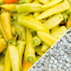 Pepper (Hot) - Hungarian Hot Wax 🔥 -seedsnow Sales Store Pepper Hungarian Hot Wax seeds now